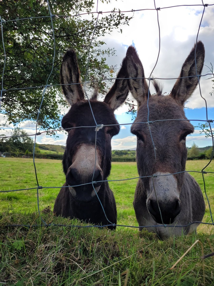FeelBetterEve's tweet photo. Spot the donkeys

Difficulty level = easy https://t.co/NfxZFtxPuj