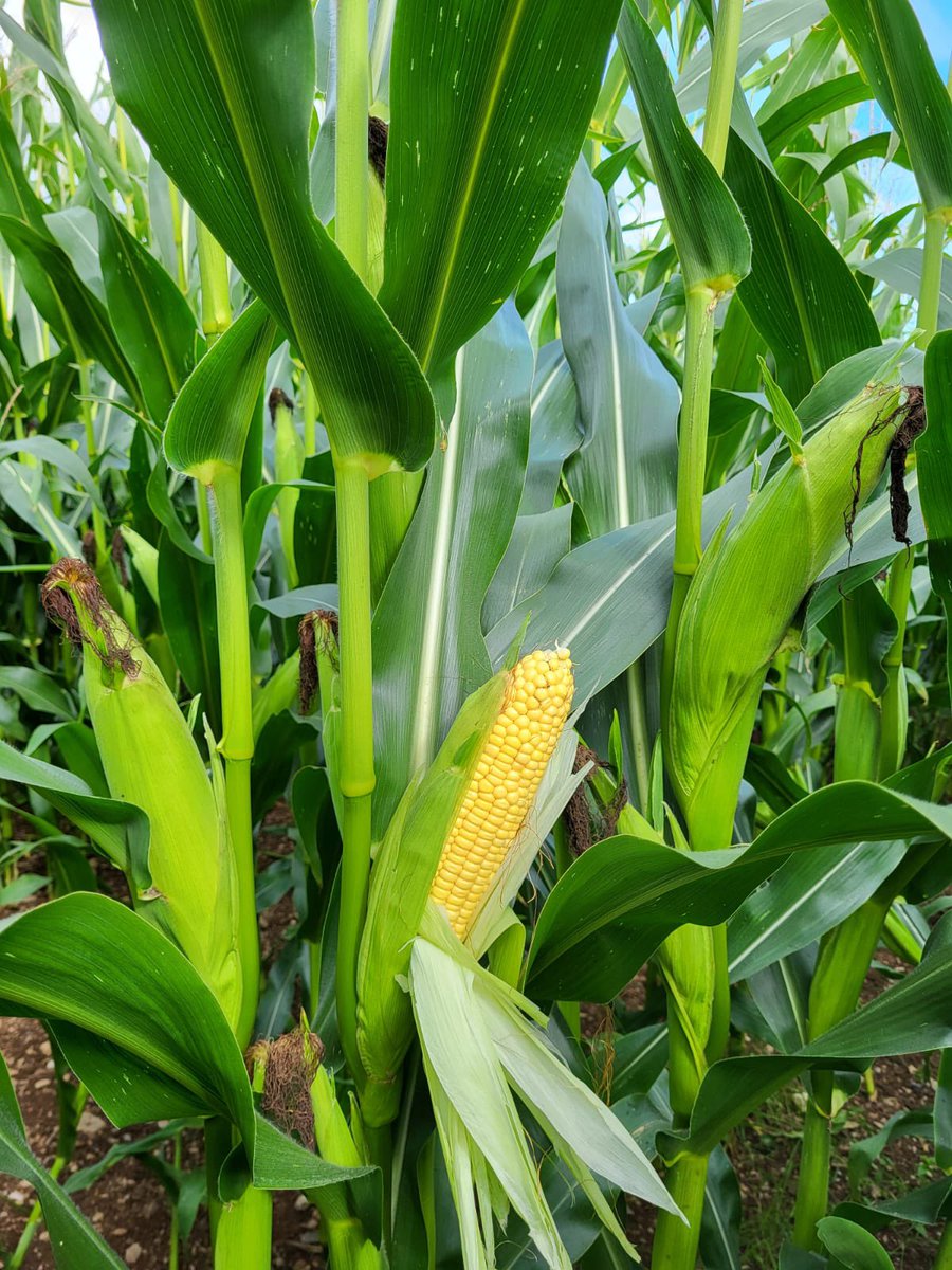 Maize crops coming on nicely🌽 <a href="/RSSDavidLaw/">David Lawrence</a> #foragecrop #maizesilage