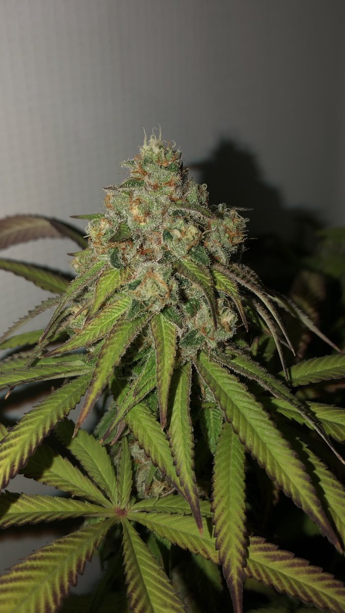 dank_yoda_DBB's tweet photo. Slurricane 7 day 55 of flower 🌸 @InhouseGenetics
#mmemberville #yodasterpyselections #inhousegenetics #fadedout #CannabisCommunity https://t.co/Brl18BG6KW