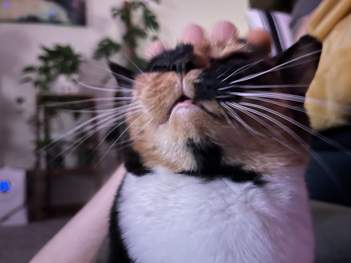 Daniel (Sphvnxe) tweet media