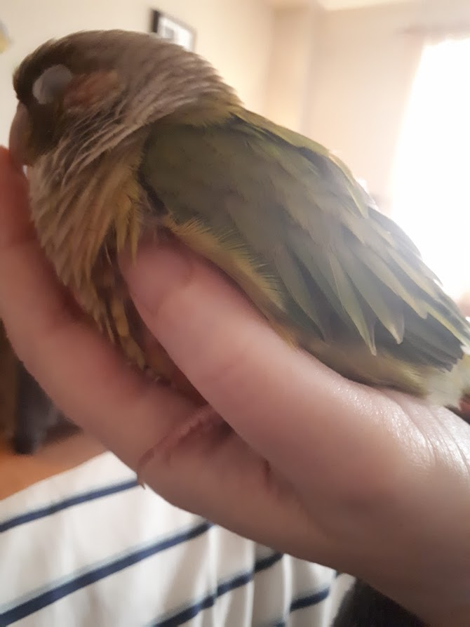 Tid3IsLuke's tweet photo. @NorthernParrots https://t.co/tcS6Y6TSOD