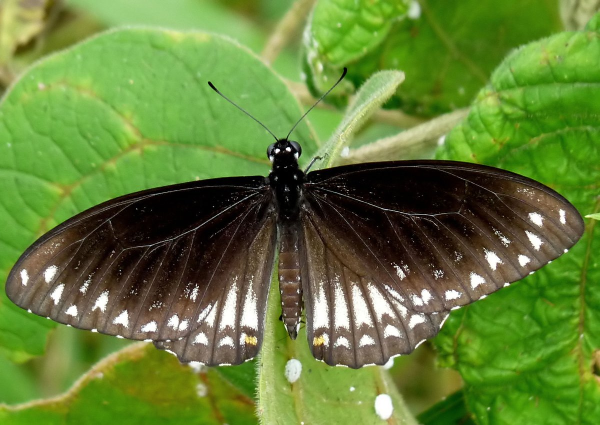 فراشة خطافية الذيل
Common Mime

(Papilio clytia)

هذه هي خادرة فراشة خطافية الذيل ، و هي مثبتة بواسط...