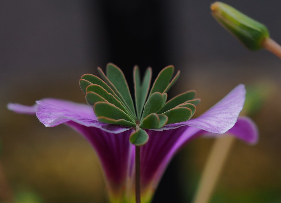 ambientabbot's tweet image. 