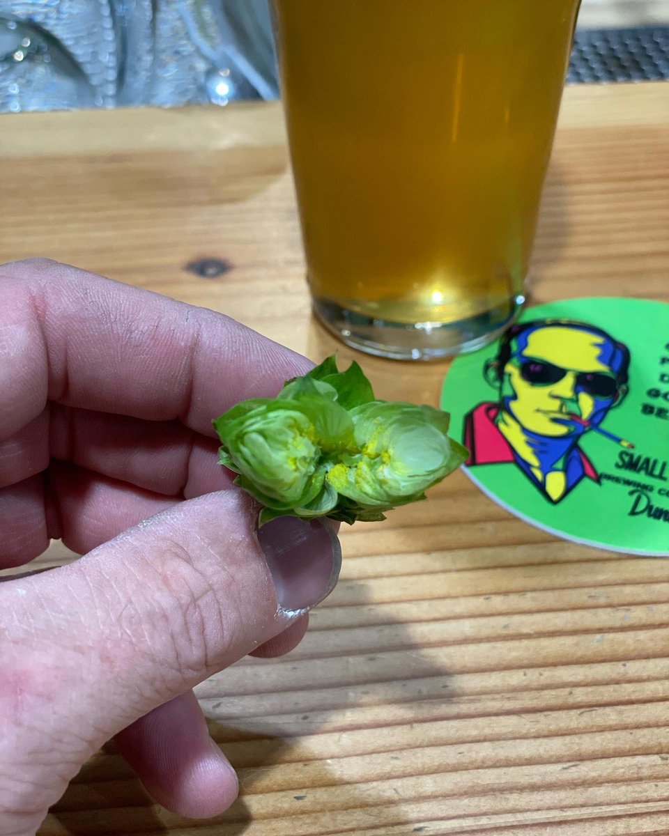 craftbrewjester's tweet photo. First fresh hop of the season #smallblockbrewing certified lager cask hopped with cascade https://t.co/gpUpg31S8B