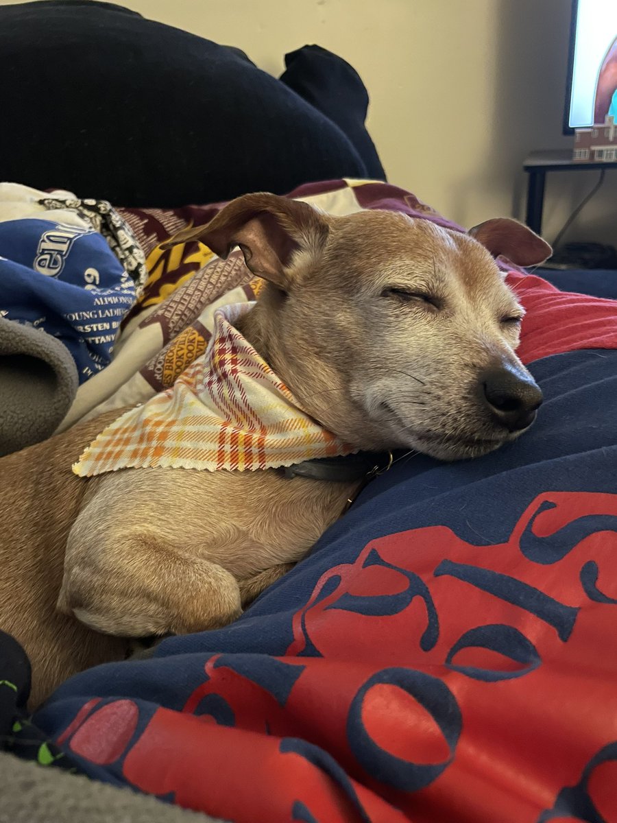 POST-APPT UPDATE: Dogtor not so bad! I no like the “rabies vaccine” + “blood test” but Momma happy to hear I negative for all nasties. I sleep now, take break from long day with dogtor &amp; helping momma run errands. 😴 #DogTwitter #DogsofTwitter #TwitterDog #chiweenie #dog #dogs