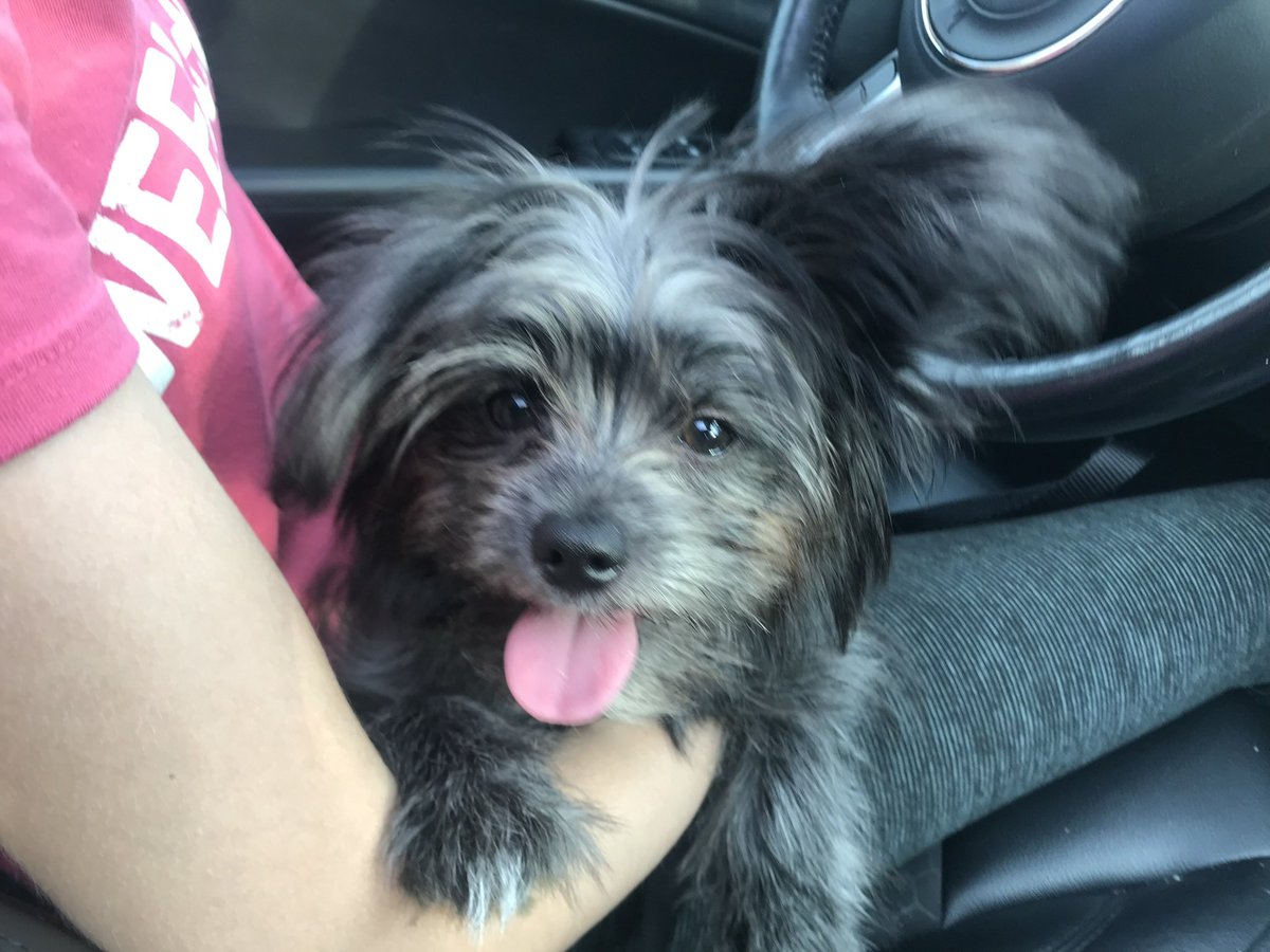 DeannaKilroy's tweet photo. @DaveCoulier His name is Bentley ❤️ Pomeranian ShihTzu. 5 months old https://t.co/acRHogx2OY