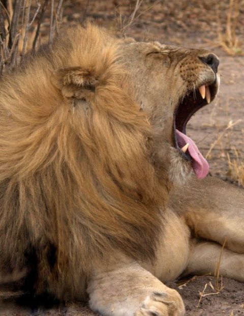 guide_adaka's tweet photo. After resting, before setting off for hunting lions often yawn repeatedly. It helps to raise oxygen levels in the blood for any strenuous activity that might occur. https://t.co/dYqdslApIG