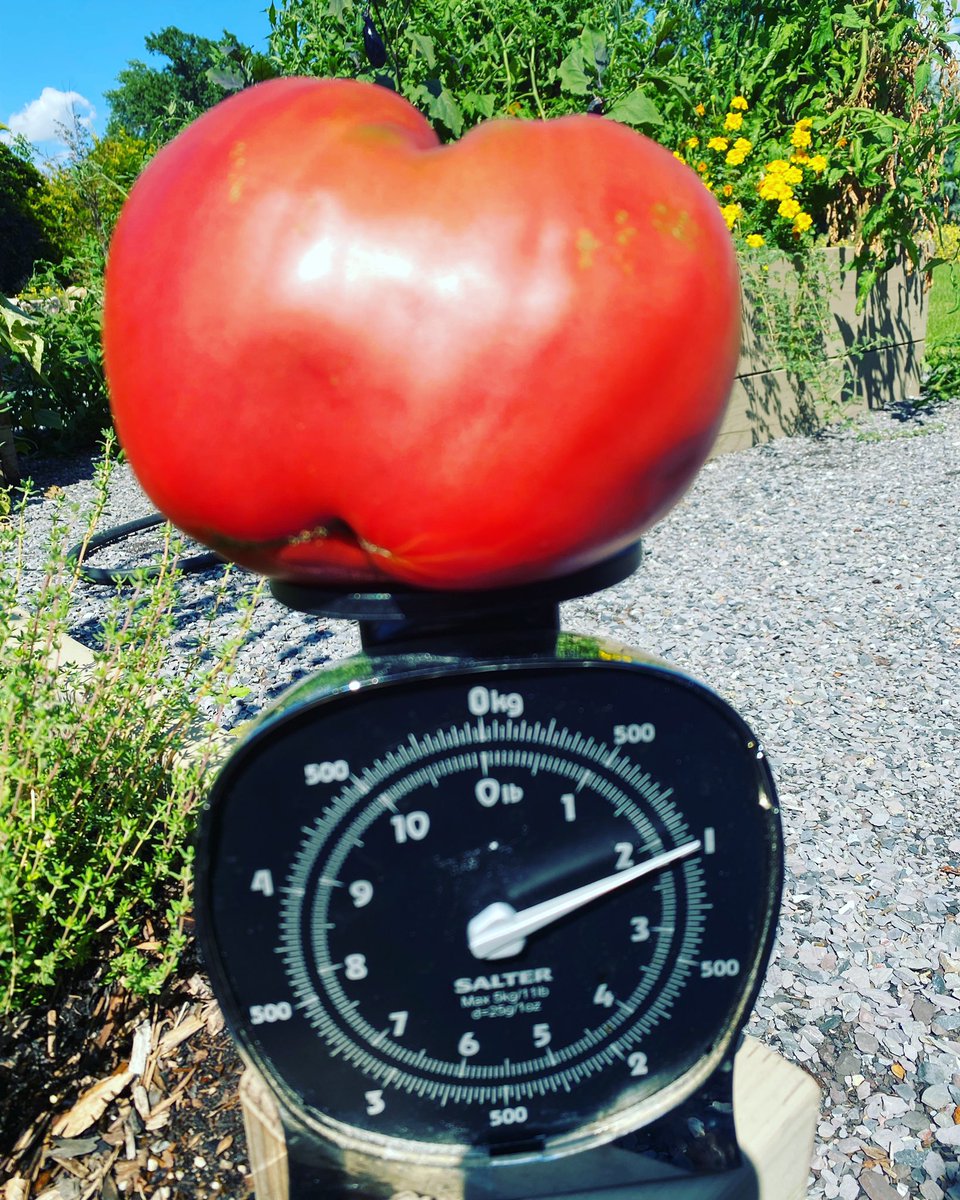 HeidiProkop's tweet photo. Over two pounds! #tomato #tomatoes #heirlloomtomatoes  #gardening https://t.co/ry0R9Uv6gw
