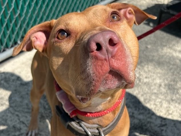 💔Raider💔 #NYCACC #153047 ▪️To Be Killed: 9/17💉 Owner states: 'The perfect boy for 5 yrs, then suddenly changed'. After being mistreated, finally had to react, is more like it. Friendly, w waggy tail, responds well 2 soft voices. Needs loving, N.East #Foster. #Pledge 💞Raider