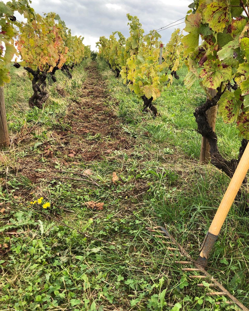 Bertrand011322's tweet image. Semences en terre 😁. Maintenant faut que ça pousse 🌱 
.
.
.
#bio #biodiversité #couvertvegetal #gamay #beaujolais #vinnaturels #naturalswines 🌿🍇🍷🐞