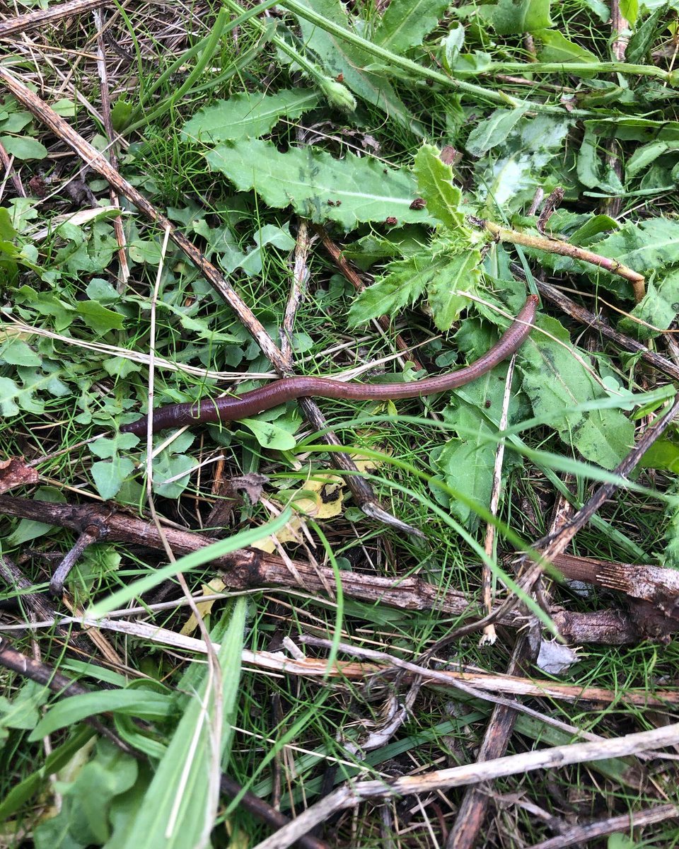 Bertrand011322's tweet image. Semences en terre 😁. Maintenant faut que ça pousse 🌱 
.
.
.
#bio #biodiversité #couvertvegetal #gamay #beaujolais #vinnaturels #naturalswines 🌿🍇🍷🐞