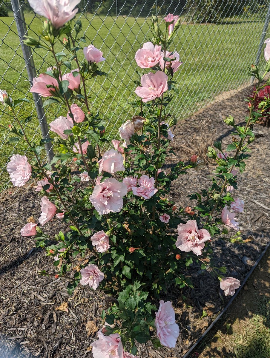 Kristal081670's tweet photo. My #pinkchiffon #roseofsharon seems to be thriving. 🌸😊 Of course, I talk to it all the time. Lol It catches all my sassy grumbling.😉 Who else would I talk smack to? Ha! #Flowers #flowerpower https://t.co/wQDKAAav6P