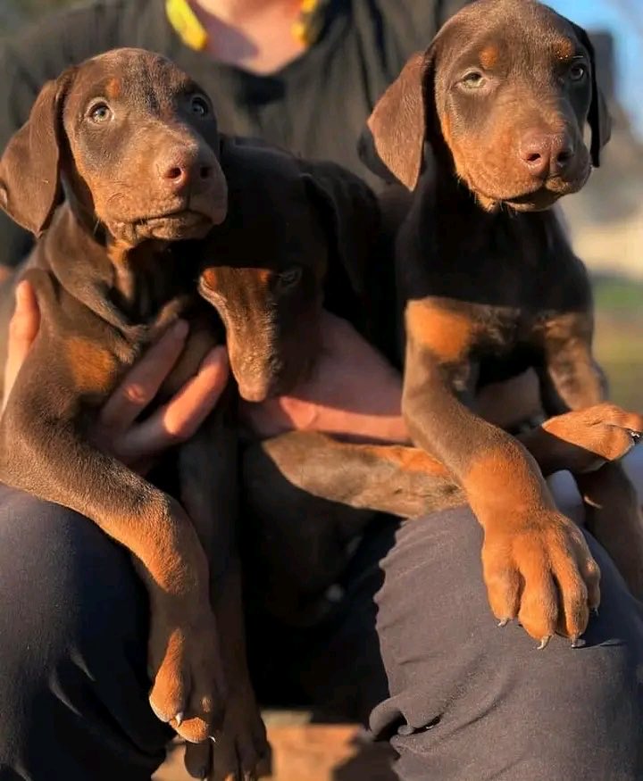Doberman pinschers for sale (@jammiet420) on Twitter photo 