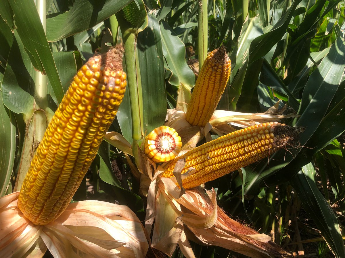 LG5643 doing what it does again this year.   Been a staple for our farm the past 5 years.  Solid and consistent hybrid.  <a href="/Teply_tweeter/">Matt Teply</a> @LGCornDSM <a href="/LGSeeds/">LG Seeds</a>