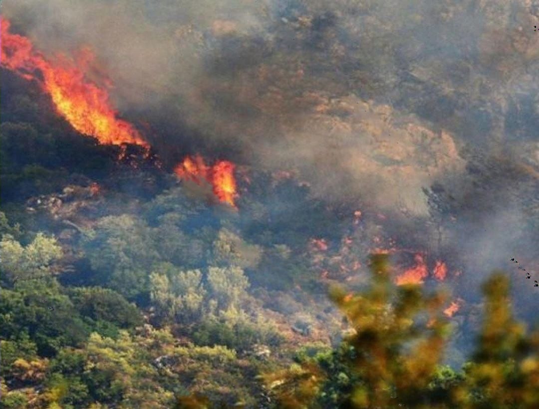Armenians are burning the forests in Karabakh. From here it can be seen that they are a wild and barbaric people who do not spare any living being.
  #Stoparmenianagression #dontbelivearmenia  #KarabakhisAzerbaijan
