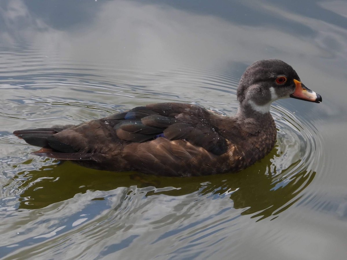 MancunianBirder's tweet photo. The drake North American Wood Duck still present at Alexandra Park #Oldham today - thanks to Lynn Chadderton for the photo of this bird in eclipse plumage, also the first-winter drake Shoveler and 10 Tufted Ducks
#LocalBigYear #BirdingOldham #RareEncounters #GreaterManchester https://t.co/1YYiP5RFWz