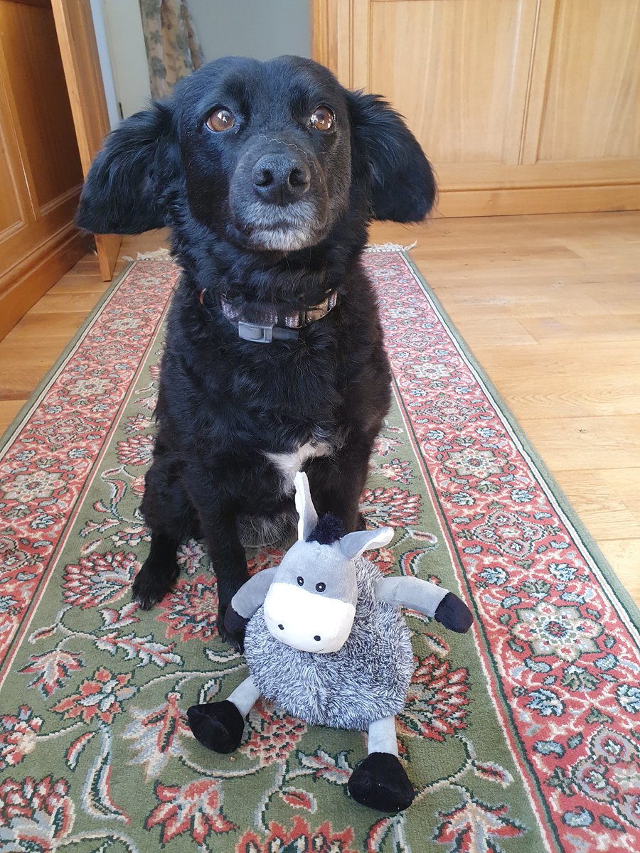 R_A_Carpenter's tweet photo. new toy Friday. Squeaky donkey, I am very happy. #dogsoftwitter #dogs #Dog https://t.co/XX7E4PT1cT