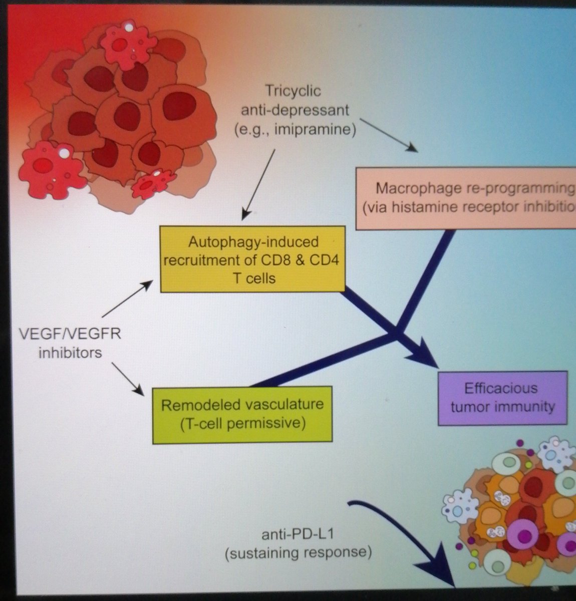 Imipramine
اكتشفوا له تأثير على cancer رغم انه دواء للاكتئاب وبعض الحالات العقلية يعمل من خلال زيادة...