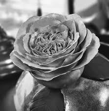 James Chu tweet media