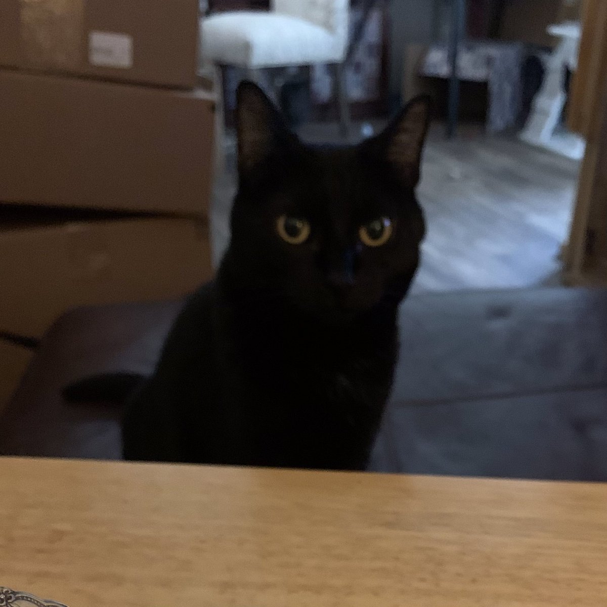 ‘Are you going to eat that?’ 

Luna is ever present during my meals.

#Catsoftwitter #cats #twittercats
