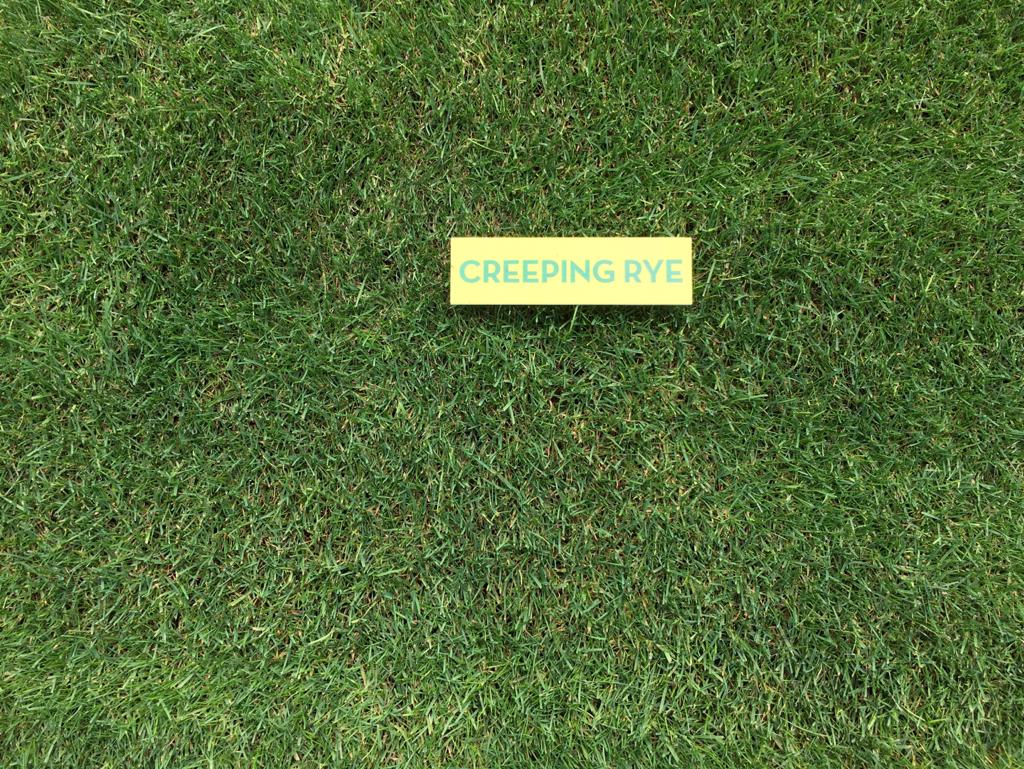 SemillasFitoTG's tweet photo. 🟢 #CreepingRye es nuestra variedad caracterizada por su crecimiento lateral y su máxima persistencia.

🔝 Ideal para regenerar calvas en cualquier tipo de #césped.

👉 https://t.co/SvW0DiwEYj https://t.co/BK3A93Zexd