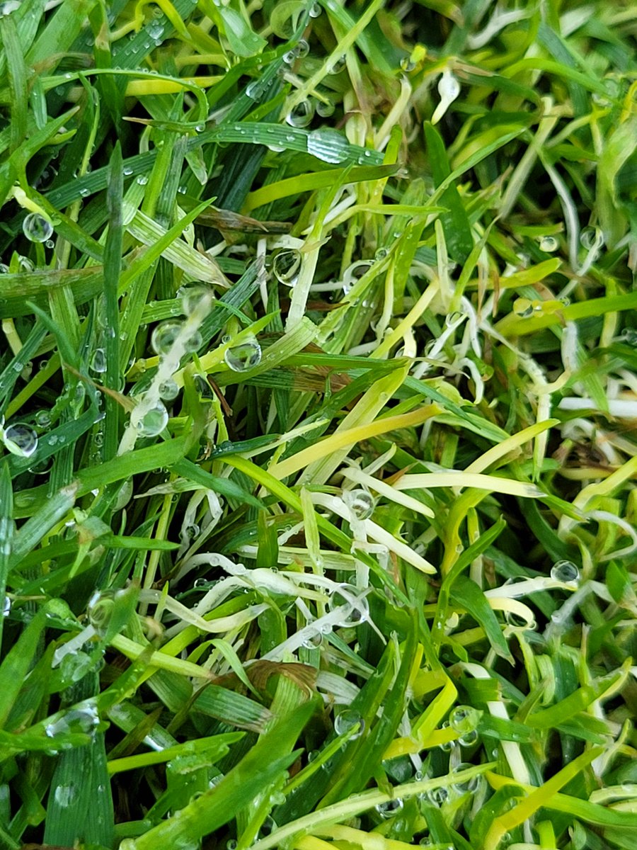 Don Walinga tweet media