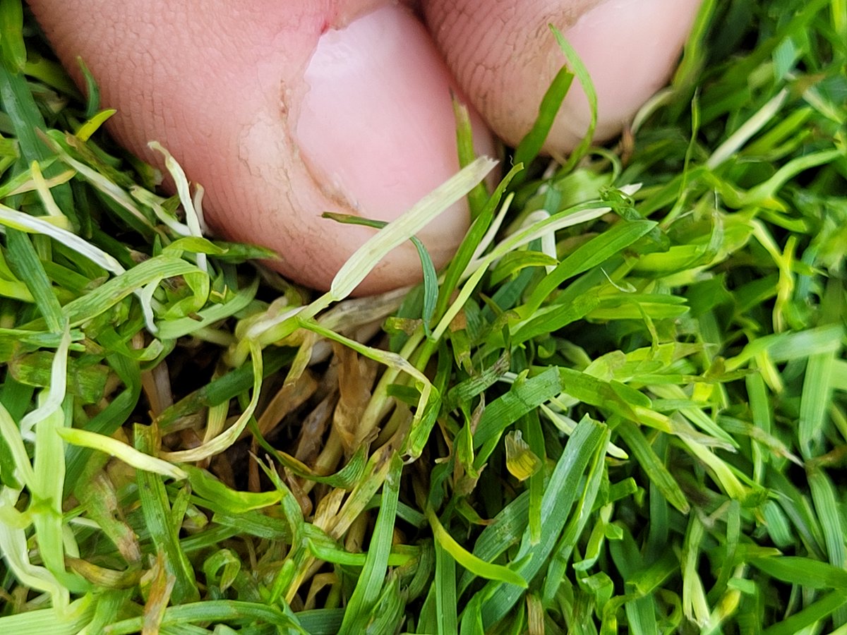 Don Walinga tweet media