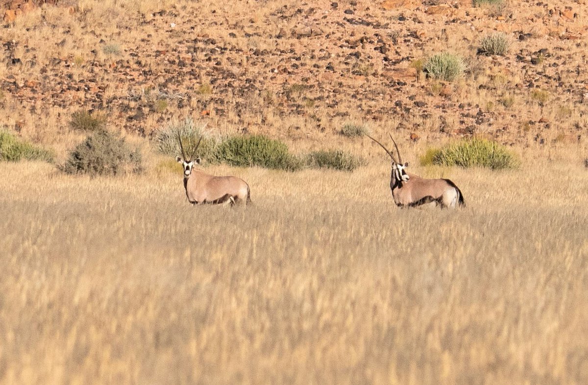 SandfonteinLodg's tweet photo. Oryx are often seen our reserve. You will surely meet some during your stay with us!😊

#wildlife #nature #sandfonteinlodge #wildlifeonearth #landscape #landscapephotography #travel #planetearth https://t.co/zcQU3wsood