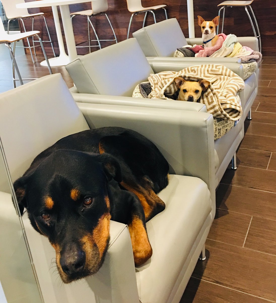 lisareddrox's tweet image. In memory of my Zoe!  m.youtube.com/watch?v=vZ9aq4…