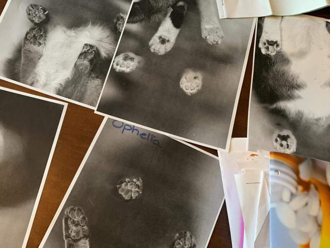 Carmine_Deville's tweet photo. My wife works at a different vet clinic and spent her morning putting cats on her workplace photocopier and sending me pictures of their photocopied paws https://t.co/hwJFqKGHYd
