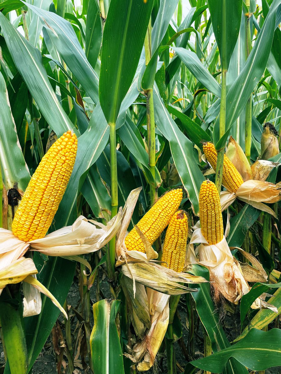 MSUMann's tweet photo. New DKC 56-26RIB on sandy loam with a lot of heat stress 👀 Continues to impress across MI! Exited to take it to harvest🌽 @DKCAS_MI @Asgrow_DEKALB #WinningHasRoots https://t.co/JT5xIjKfJg