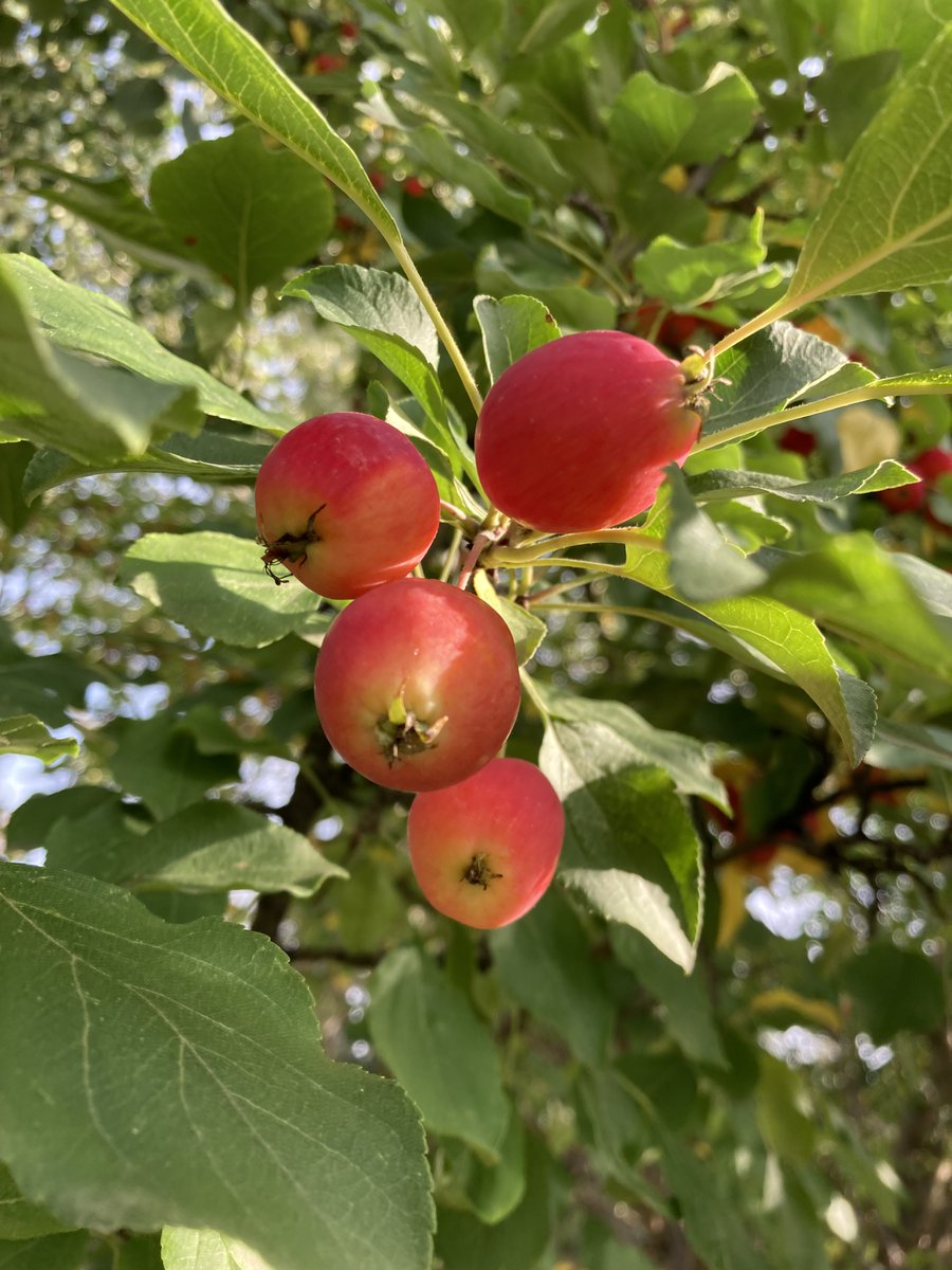 BPSHawksEES's tweet photo. Look what we found on our community walk! Perfect for learning about apples and the changing seasons. #BPSHawksEES #BPSHawksLearn #wearecbe https://t.co/lW8jfrAT1f