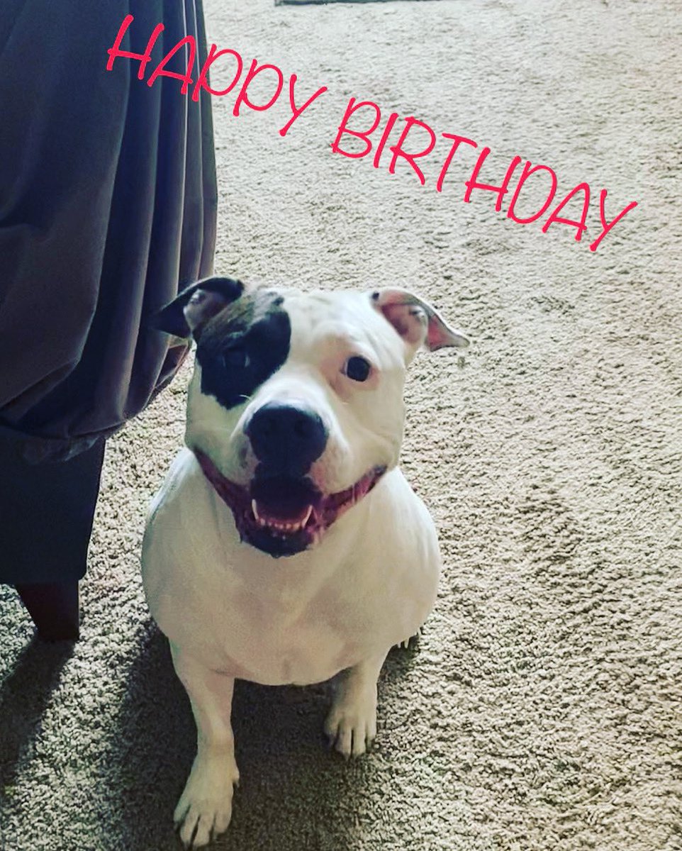 dirtmodeboyz's tweet photo. Chiva is 3 today🤤 #dogsoftwitter https://t.co/66IzAjvwek
