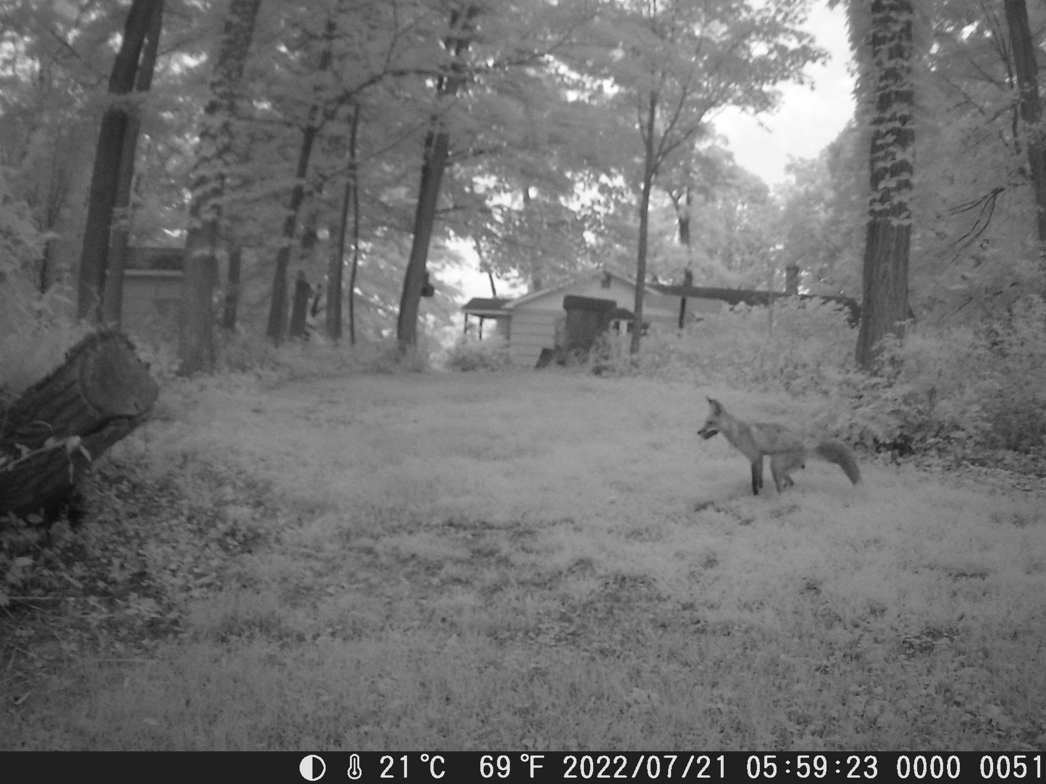 Doobie Keebler on Twitter: "@TheRealHoarse This fox is pooping in