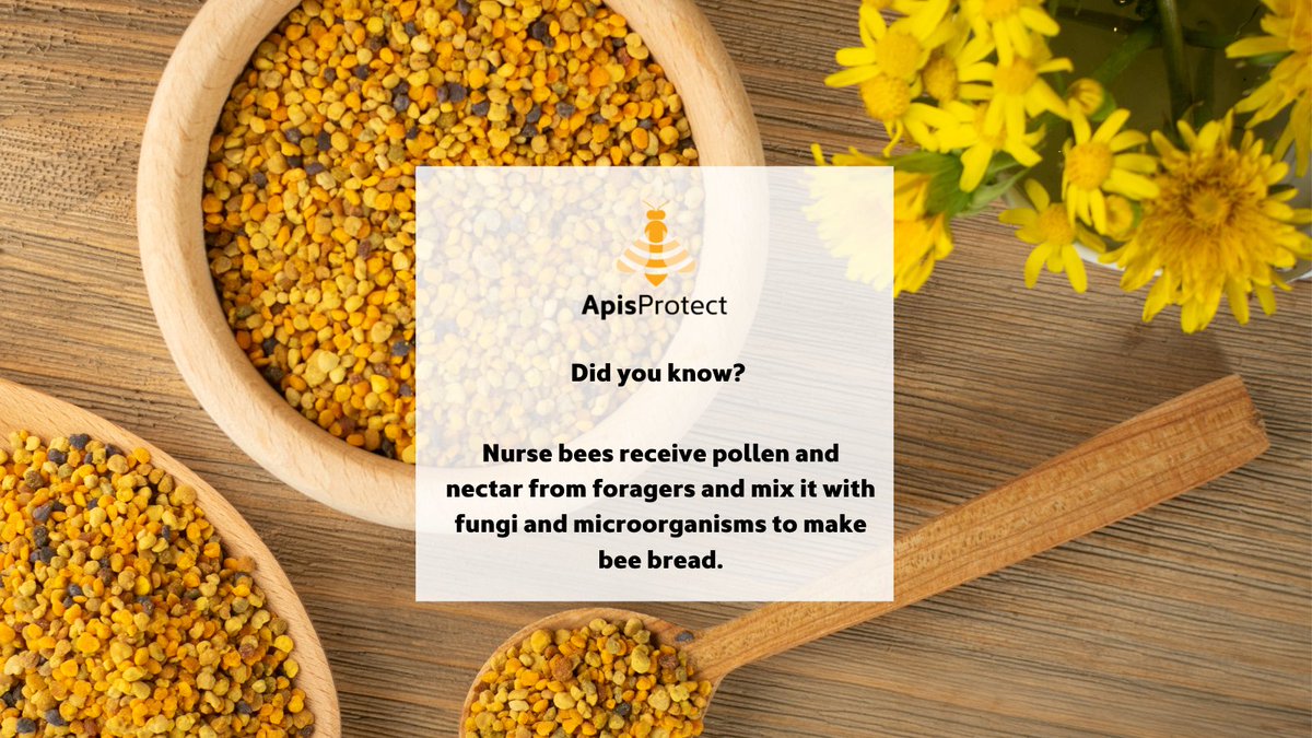Fact of the day 🍯🐝

Nurse bees receive pollen and nectar from foragers and mix it with fungi and microorganisms to make bee bread 🐝

#NationalhoneymonthUSA #NationalHoneyMonth
