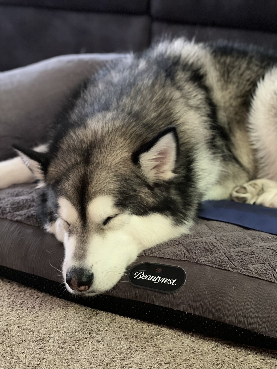 DRZicon's tweet photo. .@Beautyrest Even Lokki enjoys his beauty rest https://t.co/pnjIfKRfua
