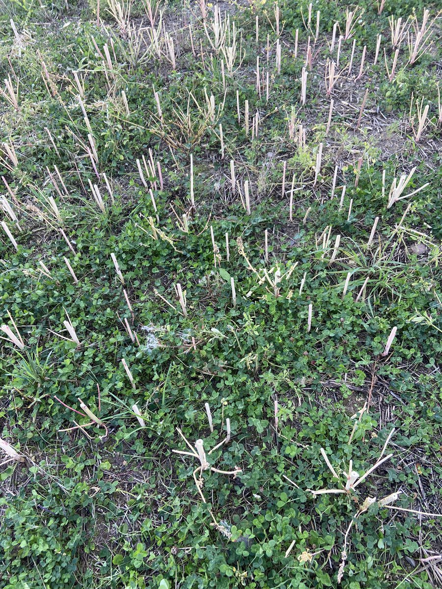 Michael Kavanagh tweet media