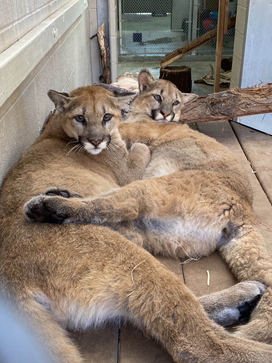 oakzoo's tweet photo. Big news in this Rose &amp; Sage CUBdate: the dynamic duo is headed soon to their new forever home: @livingdesert in Palm Desert, CA! 

We will dearly miss these rescued mountain lions, but we are excited for them to be at a permanent home.

photo: Hospital Keeper Nikki https://t.co/hw1ptFeMAt