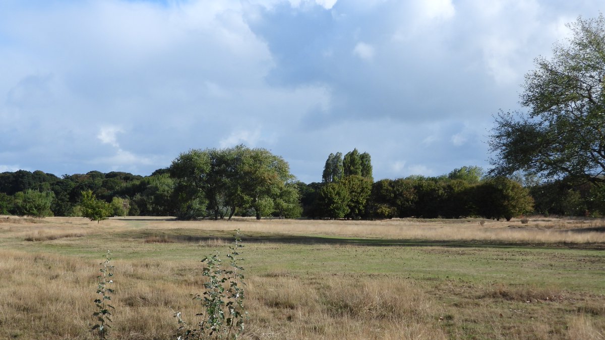 Martin Seuneke On Twitter Todays Walk Was To Corton Woods And Dip Farm Before The Rain 