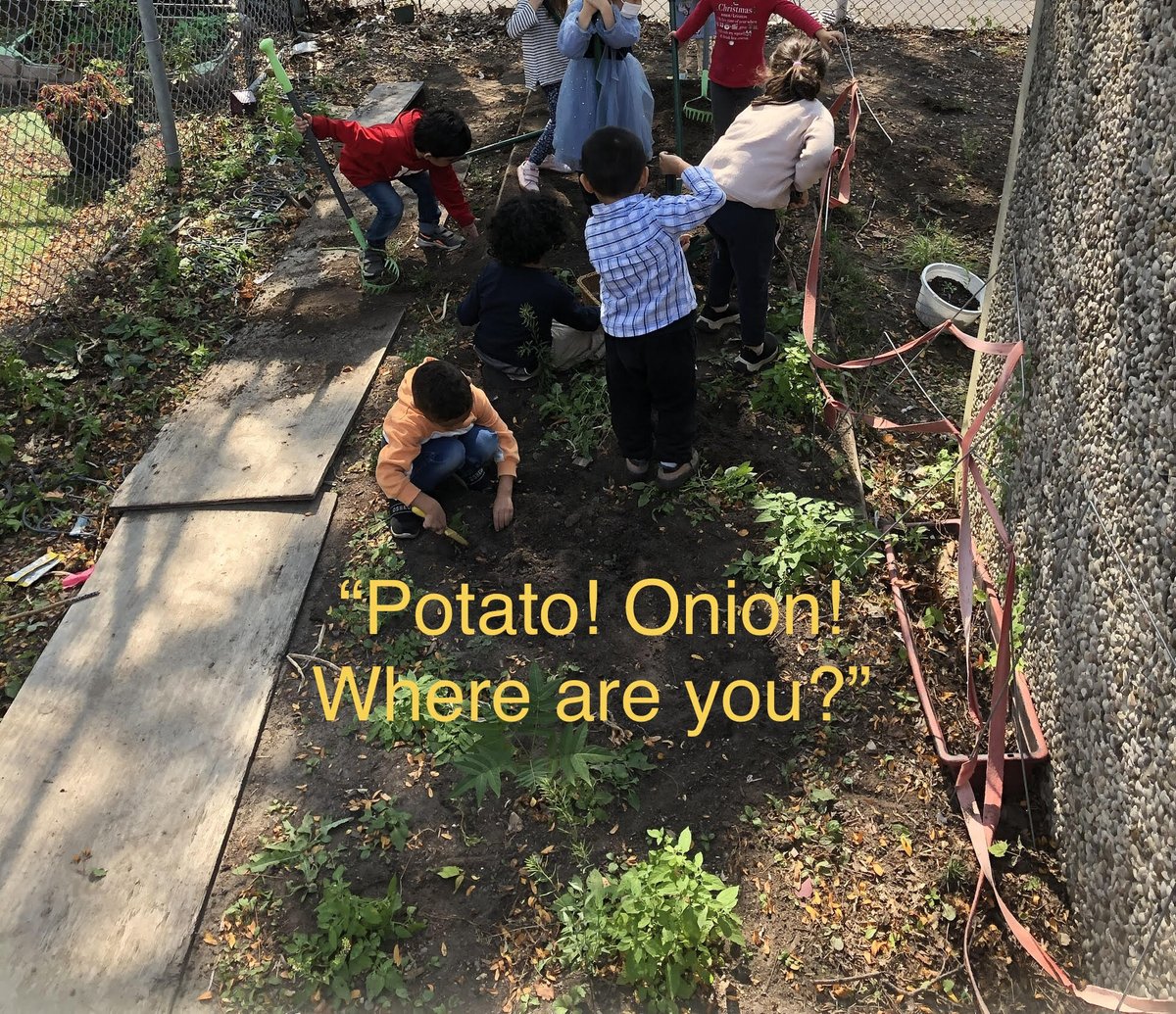 SuperOgden's tweet photo. 😁Nothing's better than digging for buried treasure! We planted onions and potatoes in our Secret Garden way back in the spring... and they are ready to be found.  

Growing food is hard work. We took some time to recognize how important ALL farmers are.
#foodsecurity @tdsb https://t.co/K2eW31eEjA