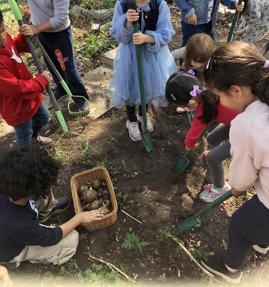SuperOgden's tweet photo. 😁Nothing's better than digging for buried treasure! We planted onions and potatoes in our Secret Garden way back in the spring... and they are ready to be found.  

Growing food is hard work. We took some time to recognize how important ALL farmers are.
#foodsecurity @tdsb https://t.co/K2eW31eEjA