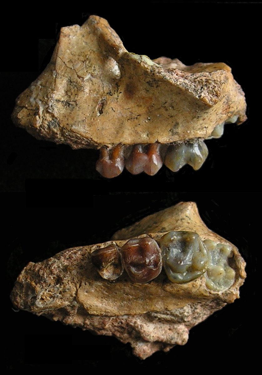 TheLeakeyFndtn's tweet photo. Happy #FossilFriday - Meet Yuanmoupithecus xiaoyuan, the earliest fossil gibbon ever found. This newly-discovered fossil jawbone helps fill a major gap in the evolutionary history of gibbons. 🧵 https://t.co/Ai7hhqPQyY