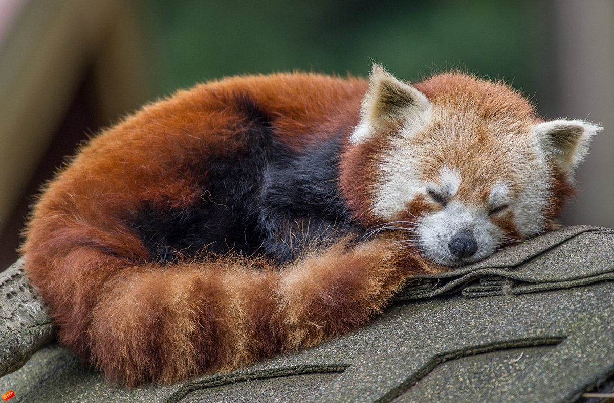 Red pandas are crepuscular, which means they are most active in the twilight hours during dawn and dusk. If the red pandas aren't visible during your visit, it might just be their natural naptime! Red pandas spend the bulk of the daytime conserving their energy and snoozing. #Zoo