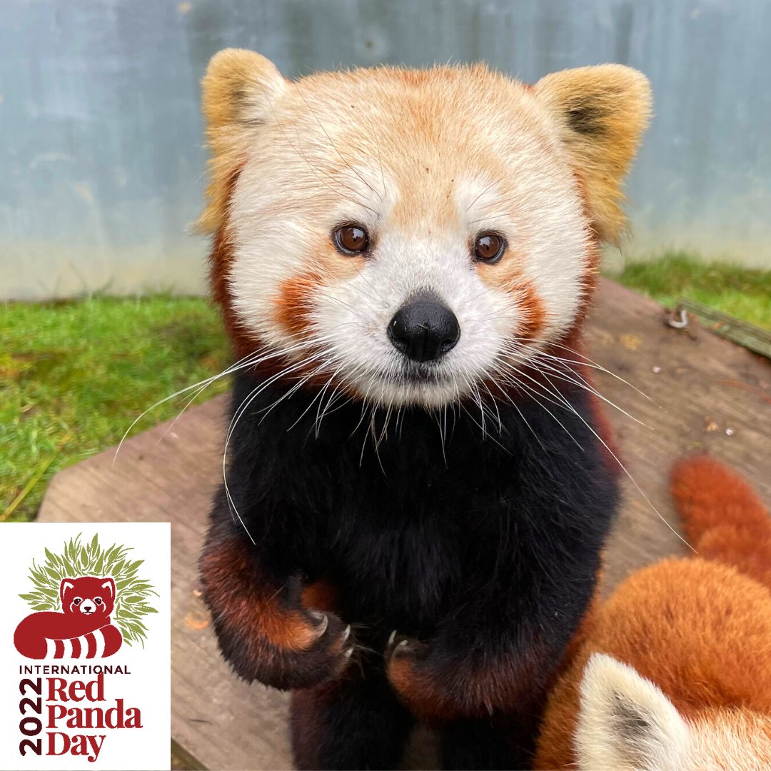SequoiaParkZoo (@sequoiaparkzoo) on Twitter photo Happy International Red Panda Day! Despite being classified as a carnivore, red pandas are mostly vegetarian, and their diet is around 95% bamboo. To donate to save red pandas in the wild visit: …ark-zoo-foundation.networkforgood.com/projects/16956… #Zoo #RedPanda <a href="/RedPandaNetwork/">Red Panda Network</a> Happy International Red Panda Day! Despite being classified as a carnivore, red pandas are mostly vegetarian, and their diet is around 95% bamboo. To donate to save red pandas in the wild visit: …ark-zoo-foundation.networkforgood.com/projects/16956… #Zoo #RedPanda <a href="/RedPandaNetwork/">Red Panda Network</a>