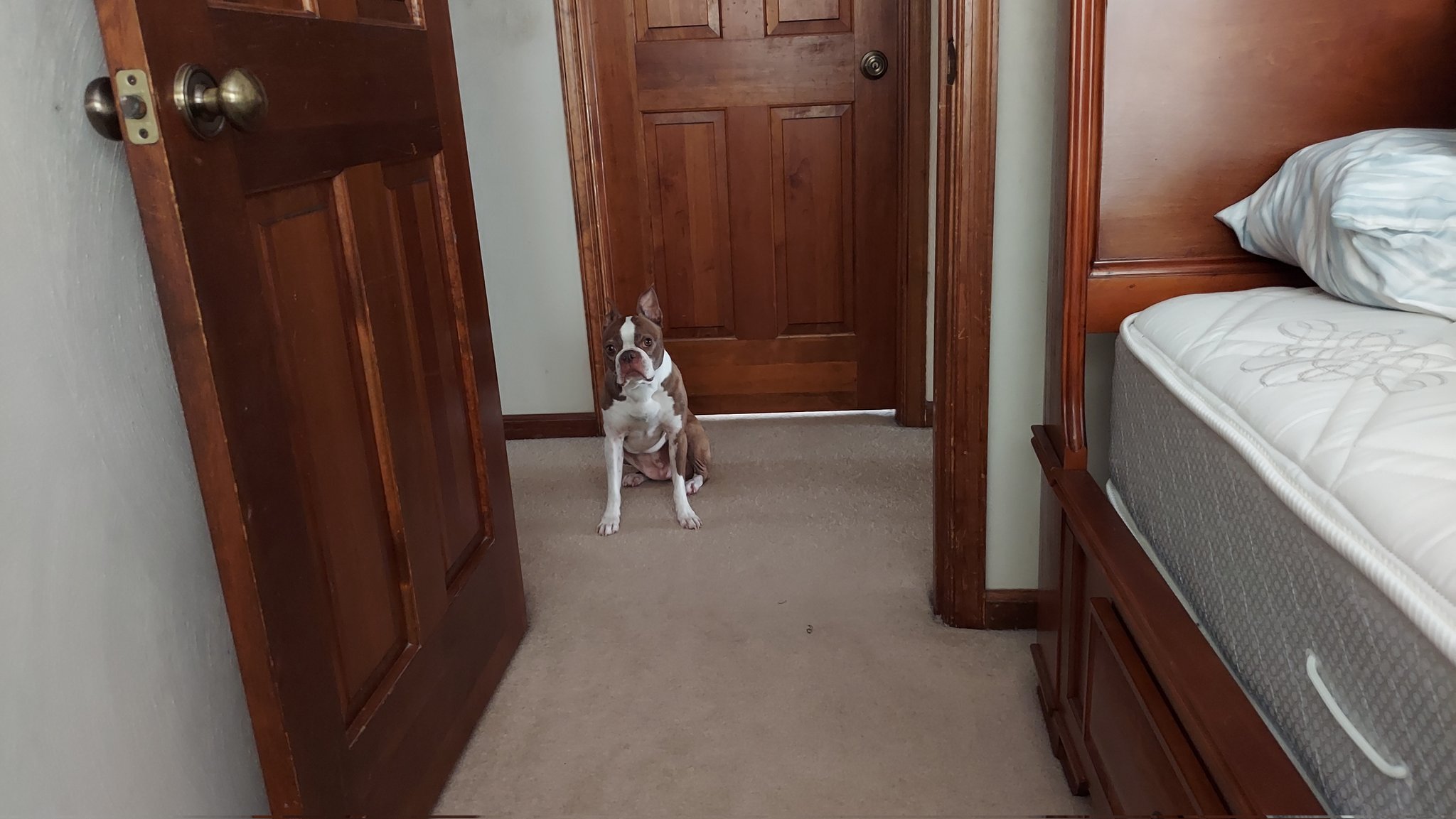 Todd in the Shadows on Twitter: "A dog wants to know where you're going