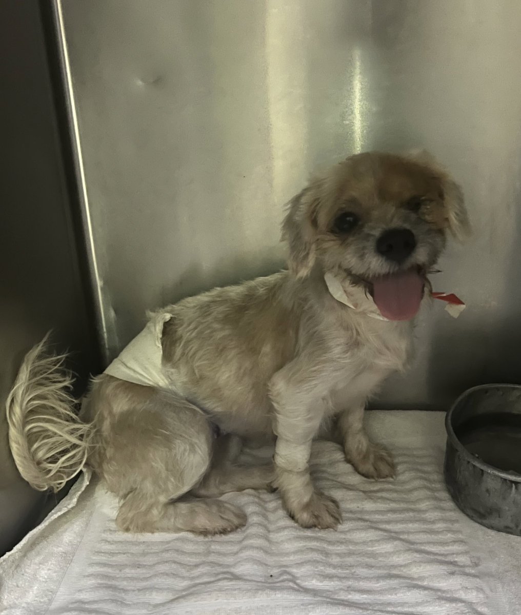 Looking for a special home for ‘Ghost’. She’s very shy, but she loves other dogs &amp; does well with them bc she actually mimics their behaviour esp when it comes to interacting with people. She was spayed this week as well. Adoption fee to cover part of spay. DM me if interested