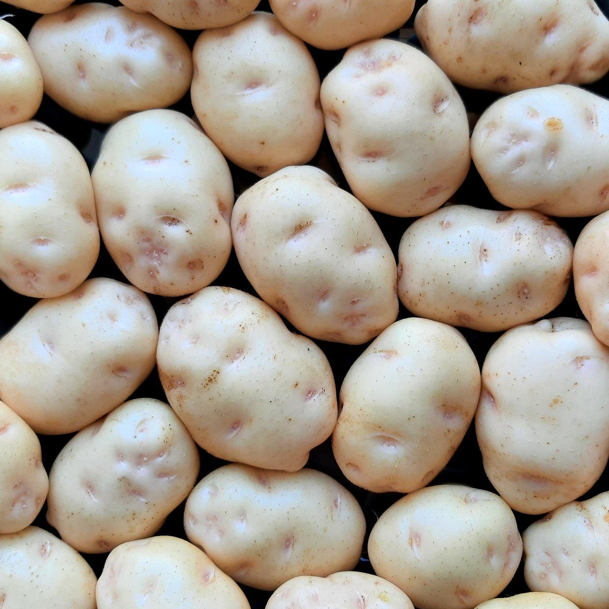 Cultivariable's tweet photo. Fina de Carballo, a Spanish heirloom potato from the Galicia region.  Its origin is unknown, but its traits are consistent with Chilean ancestry.  It has very good flavor but low yield, no noticeable disease resistances, and is barely fertile enough to work with. https://t.co/4evoUaahmJ