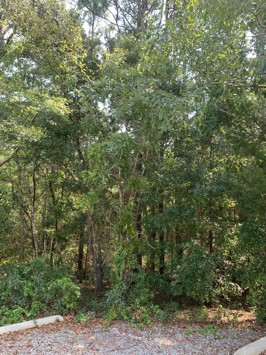 Isaac Bear ECHS tweet media