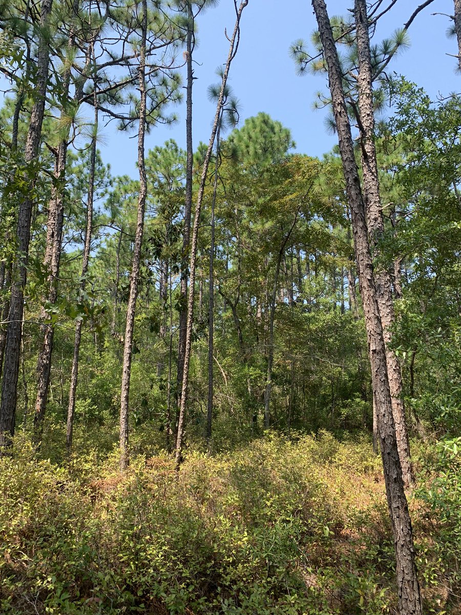 Isaac Bear ECHS tweet media