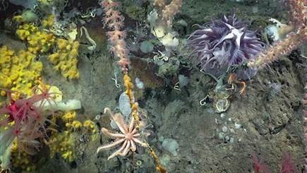 JaneLubchenco46's tweet image. Marine environmental DNA science is a powerful innovation - imagine identifying &amp;amp; measuring marine biodiversity simply by testing the water for DNA left behind! I joined experts @MarineeDNA2022 this week to discuss how eDNA can transform marine management: whitehouse.gov/ostp/news-upda…